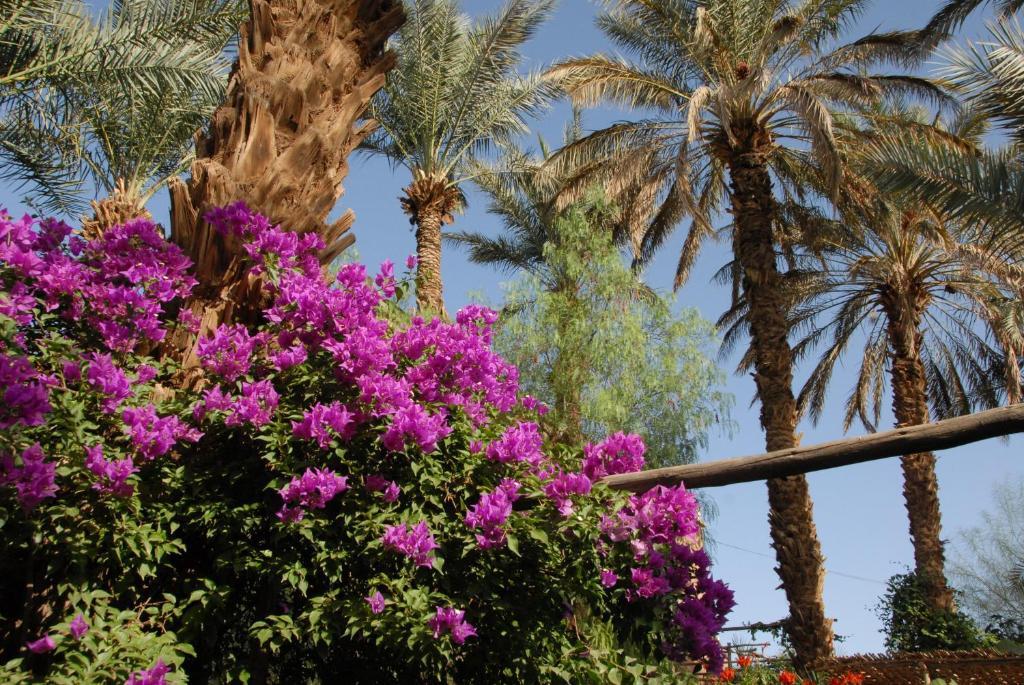 Villa Zagora Ma Villa Au Sahara エクステリア 写真