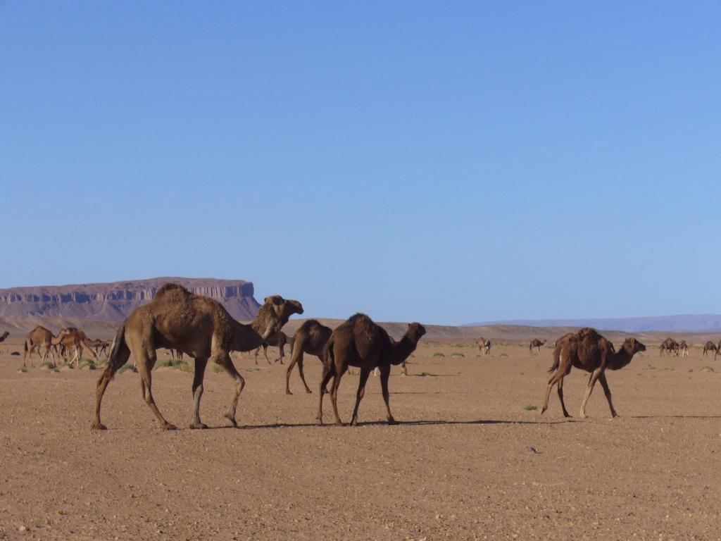 Villa Zagora Ma Villa Au Sahara エクステリア 写真